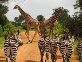 Safari in Tanzania: il momento perfetto per un'esperienza Indimenticabile